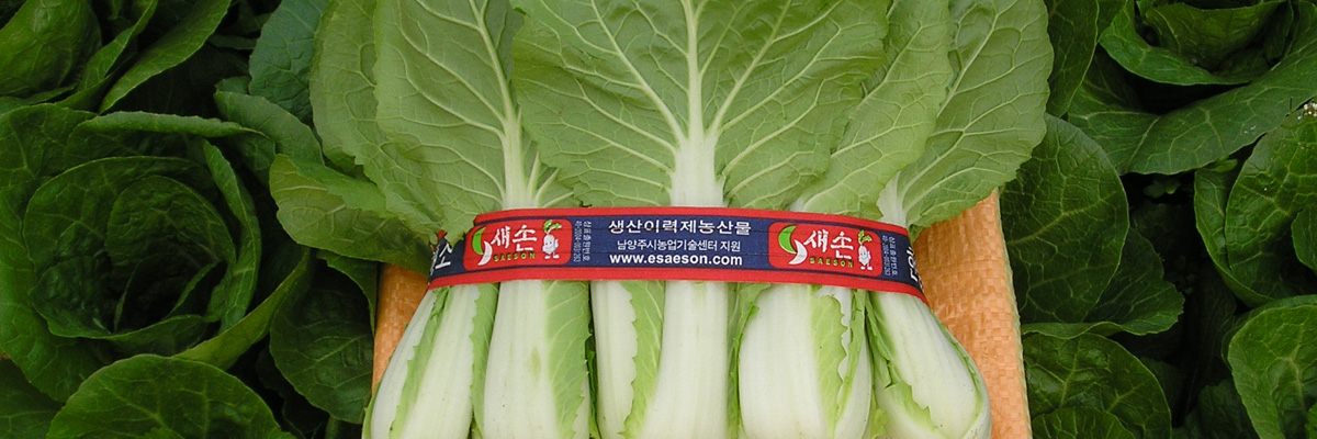 상추
